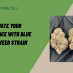 Blue Zushi Weed Strain