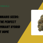 Oreoz Cannabis Seeds