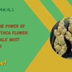 Meat Breath THCa Flower
