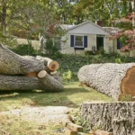 Why Would I Need Tree Removal Services?