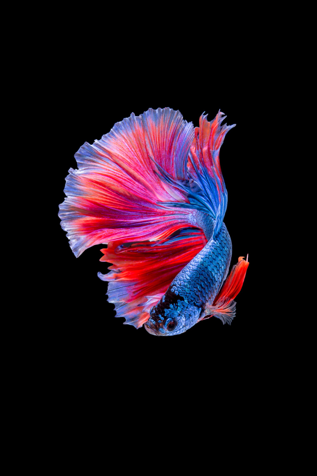 betta-fish