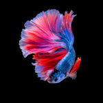 betta-fish