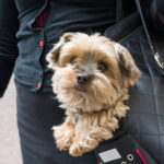 pet sling carrier