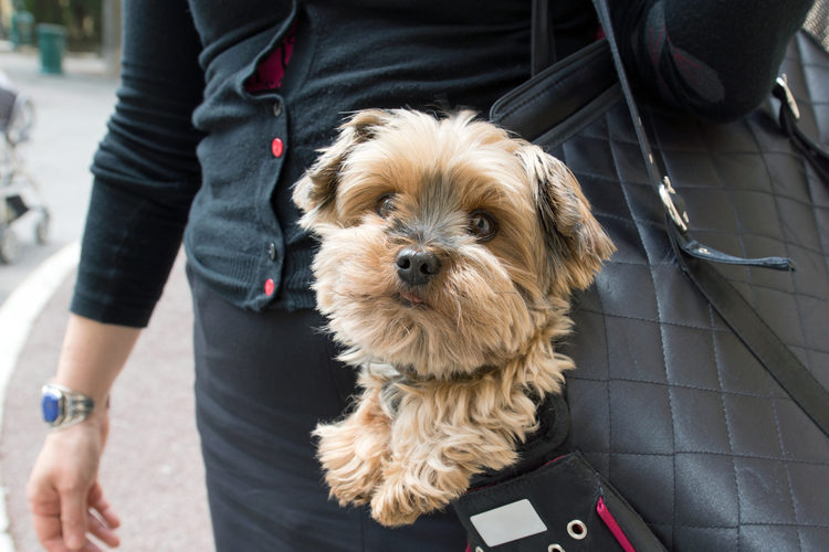 pet sling carrier