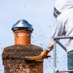 Bee Removal