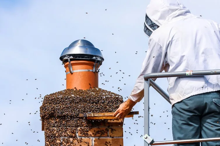 Bee Removal