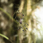 spider control