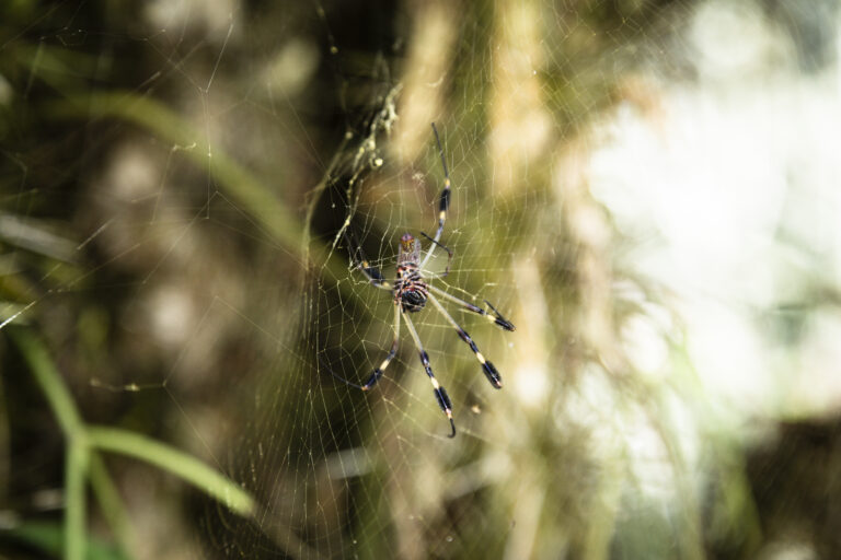 spider control