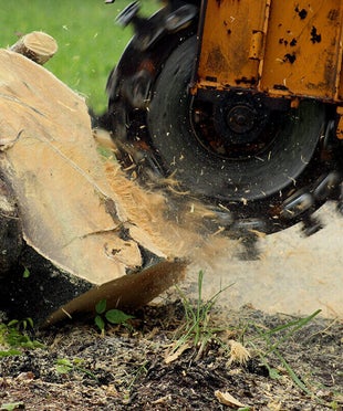 stump-grinding-high