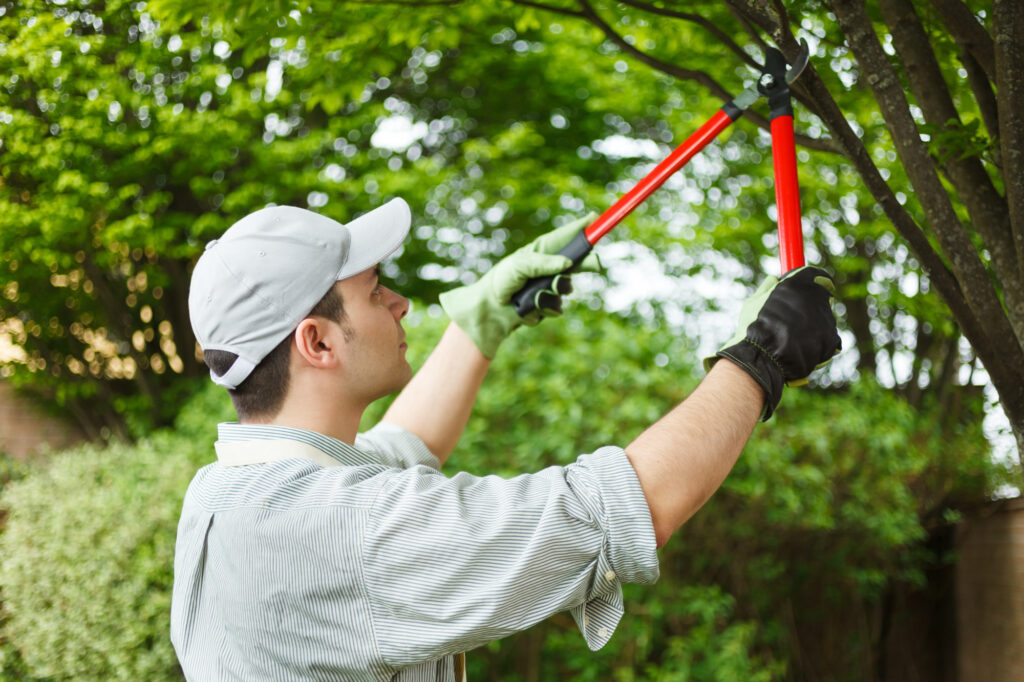 Tree Surgeon Costs