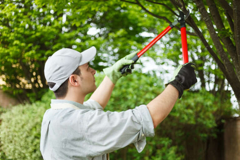 Tree Surgeon Costs