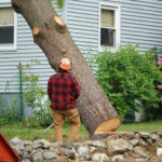 tree_removal