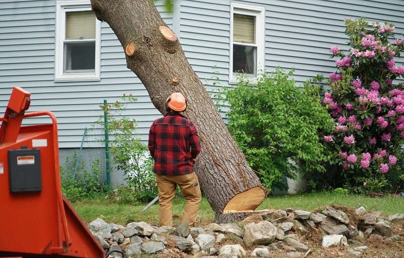 tree_removal