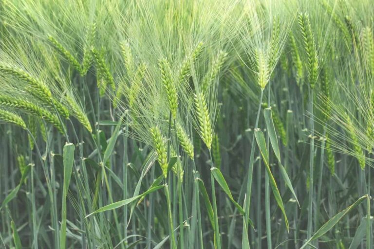Barley Farming Basics Every New Farmer Should Know
