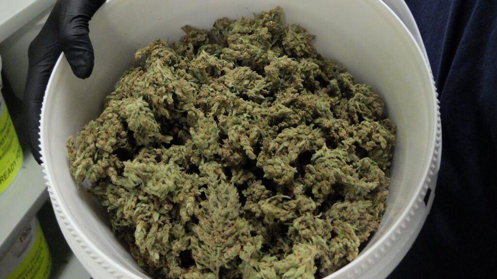 Bulk Cannabis Deals