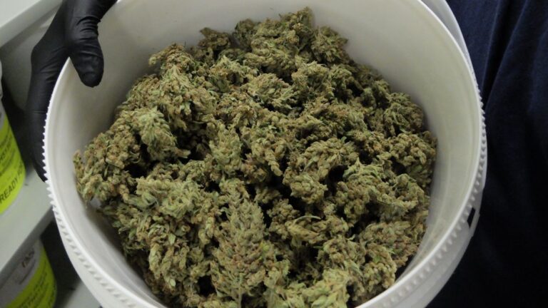 Bulk Cannabis Deals