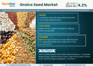 Global Grain Seed Market Research Report Forecast (2024-2030)