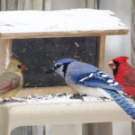 Pets and Bird Removing