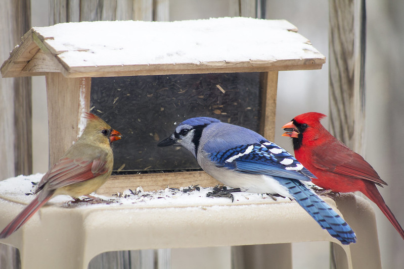 Pets and Bird Removing