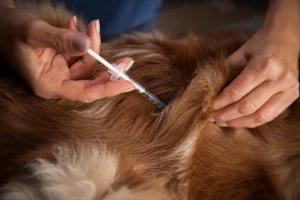 Turkish veterinary company