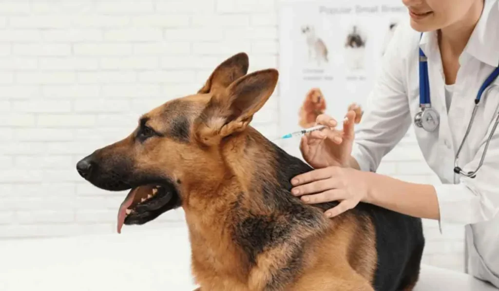 Veterinary feed distributor UAE