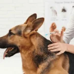 Veterinary feed distributor UAE