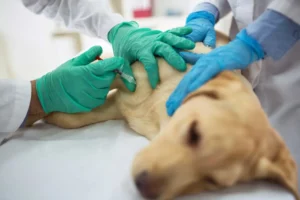 Veterinary medicine supplier Dubai