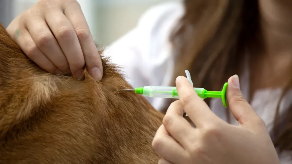 veterinary injections Turkey