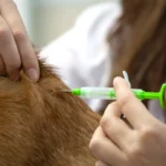 veterinary injections Turkey