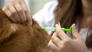 veterinary injections Turkey