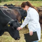 veterinary supplements Turkey