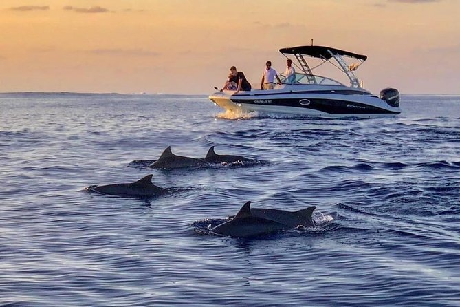 Dolphin Watching in Maldives