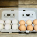 Chicken Eggs