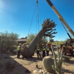 Fallen Saguaro Cactus Removal
