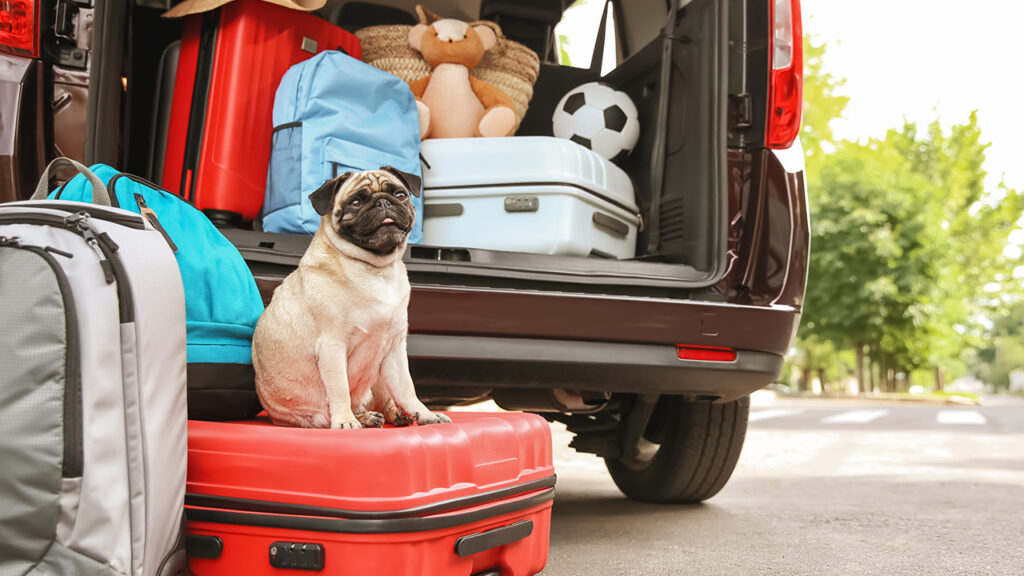 Pet Transport