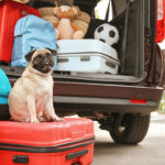 Pet Transport