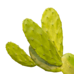 Smoother Texture