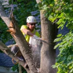 Tree Cutting Service Union City NJ