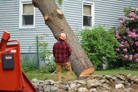 Tree Cutting Service Union City NJ