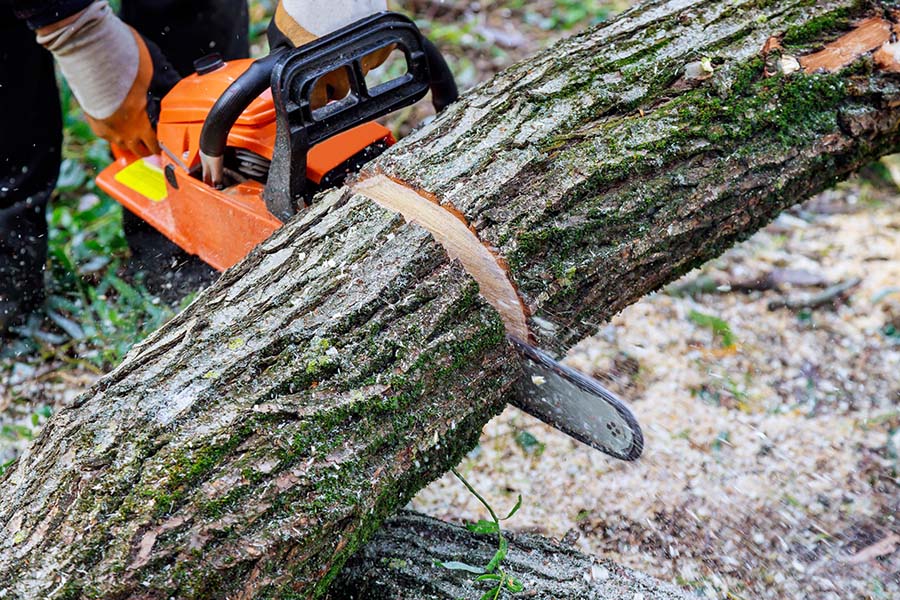 Tree Cutting Service Union City NJ