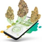 Weed delivery in Kitchener