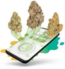 Weed delivery in Kitchener