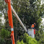 Tree Trimming Service Bronx