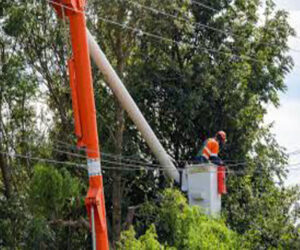 Tree Trimming Service Bronx