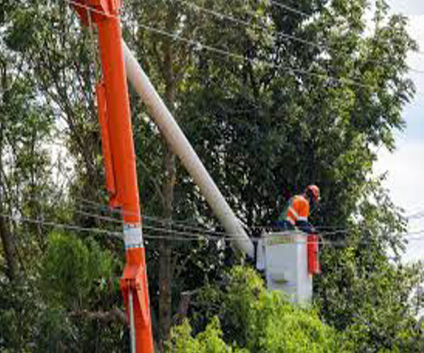 Tree Trimming Service Bronx