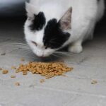 warrior cat name maker