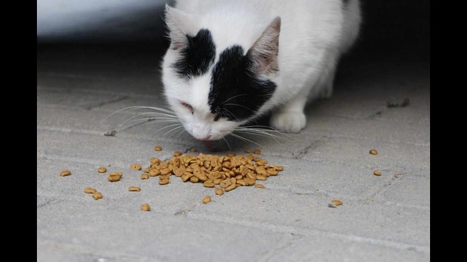 warrior cat name maker