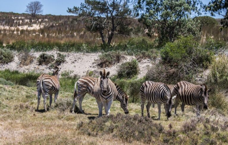 masai mara national park packages