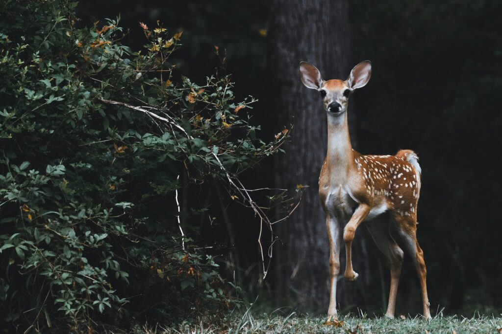 scott-carroll-favQn8WgRyk-unsplash