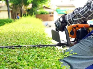 Professional Hedge Trimming Services